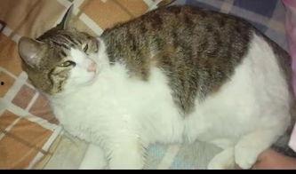 吃瓜猫娱乐,揭秘娱乐圈幕后故事，带你领略明星真实生活